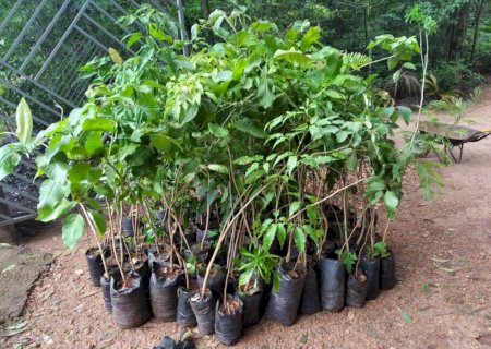 Ivinhema se destaca na doação e plantio de mudas de arvores e jardinagem.