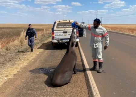 Solidariedade: anta é encontrada com sede às margens de rodovia e trabalhadores dão água ao animal