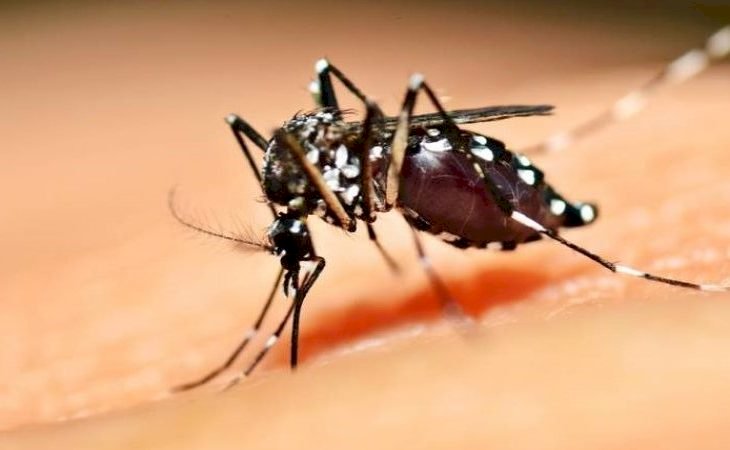 Período de chuvas e altas temperaturas: SES reforça cuidados para evitar criadouros da dengue