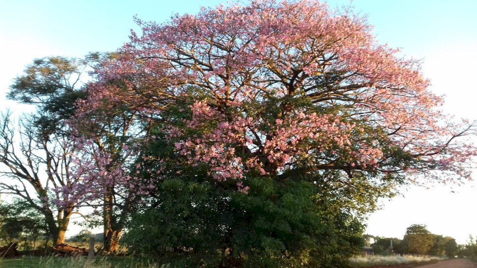 Primavera começa às 3h50 deste sábado.