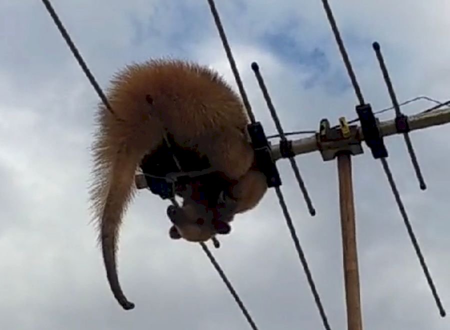 Tamanduá vai parar em cima de antena de TV no Jardim Universitário em Nova Andradina