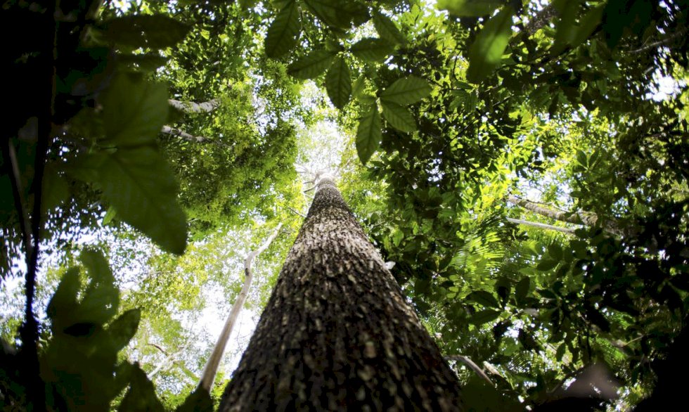 Fundo Amazônia recebe as primeiras doações dos EUA e da Suíça.