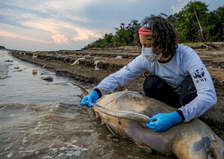 ICMBio vai apurar causas da morte de botos no Amazonas