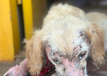 Mulher é presa por maus-tratos a animais