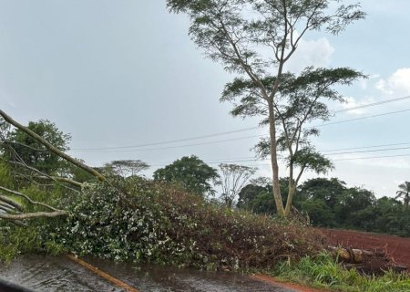 Angélica - No final da manhã desta terça-feira vento forte derrubou arvores e deixou a população sem energia.