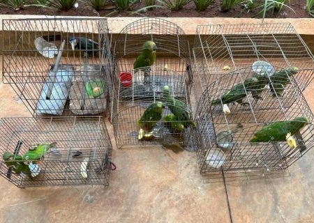 Homem é multado em R$ 5,5 mil por manter aves em cativeiro