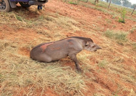 PMA de Aquidauana resgata anta ferida às margens da BR 419
