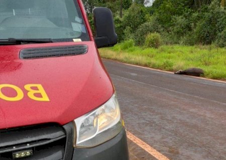 Angélica - Motociclista colide em animal silvestre.