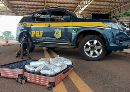 PRF apreende 10,4 Kg de skunk em Terenos