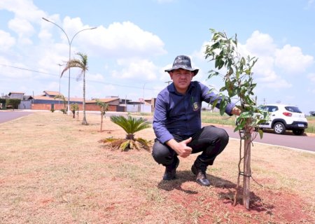 Prefeitura de Ivinhema está realizando arborização de Avenidas