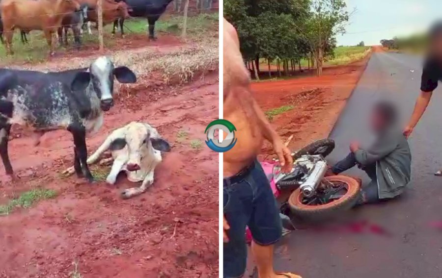 Motociclista morre após colidir em bezerro solto em rodovia