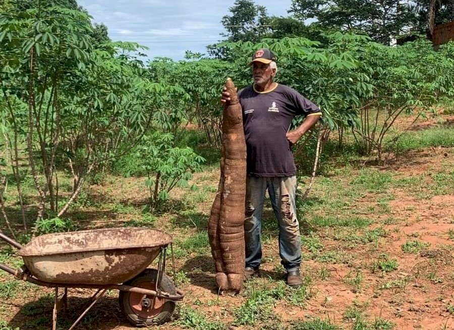 O REI DA MANDIOCA: AGRICULTOR DE IACRI SURPREENDE COM MANDIOCA GIGANTE