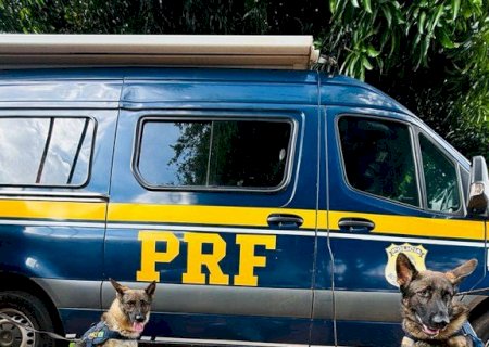 PRF apreende 15 Kg de skunk com auxílio de cães farejadores em Terenos