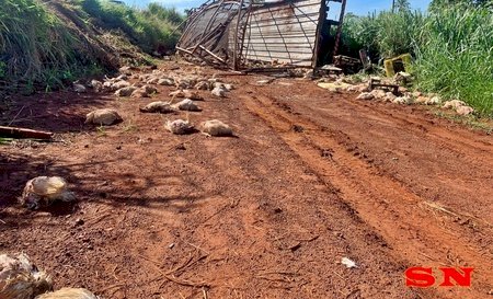 Caminhão carregado de frangos capota entre Sidrolândia e Distrito Quebra Coco