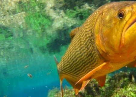 Piracema 'segura' pesca de dourado mesmo com fim da proibição