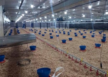 Frango Vida: incentivo a avicultura de MS garante mais de R$ 35 milhões aos produtores e ânimo ao setor