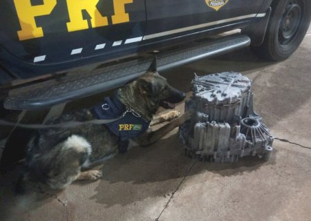 Com ajuda de cães farejadores, PRF apreende droga em encomenda