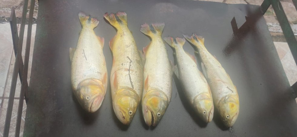PMA DE CORUMBÁ PRENDE PESCADOR POR CAPTURA DE DOURADO, ESPÉCIE PROTEGIDA POR LEI.