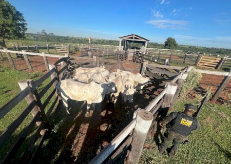 DOF prende cinco pessoas envolvidas no furto de oito vacas em Nova Andradina