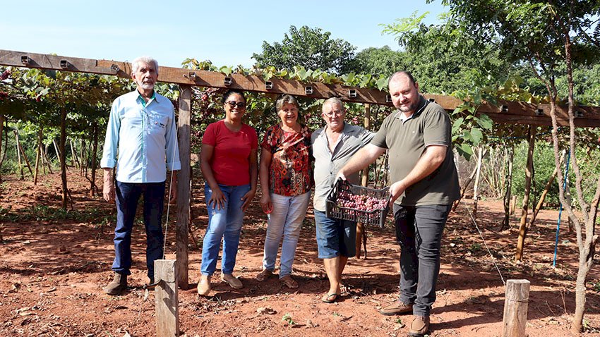 Produção de uva proporciona turismo rural em Ivinhema