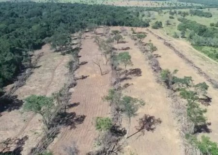 Cerrado ultrapassa Amazônia e MS é o 8º em ranking de desmatamento no País