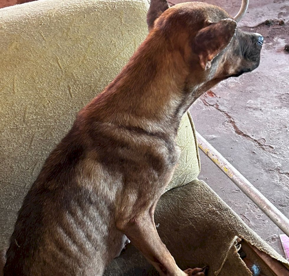 Polícia Civil resgata cães abandonados em imóvel