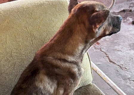 Polícia Civil resgata cães abandonados em imóvel