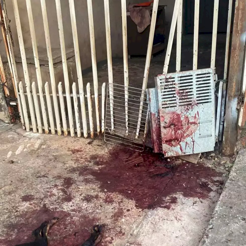 Pitbulls são mortos a tiros por PM ao atacar e matar cães