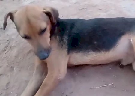 Jovem de 16 anos mata cachorro a chutes