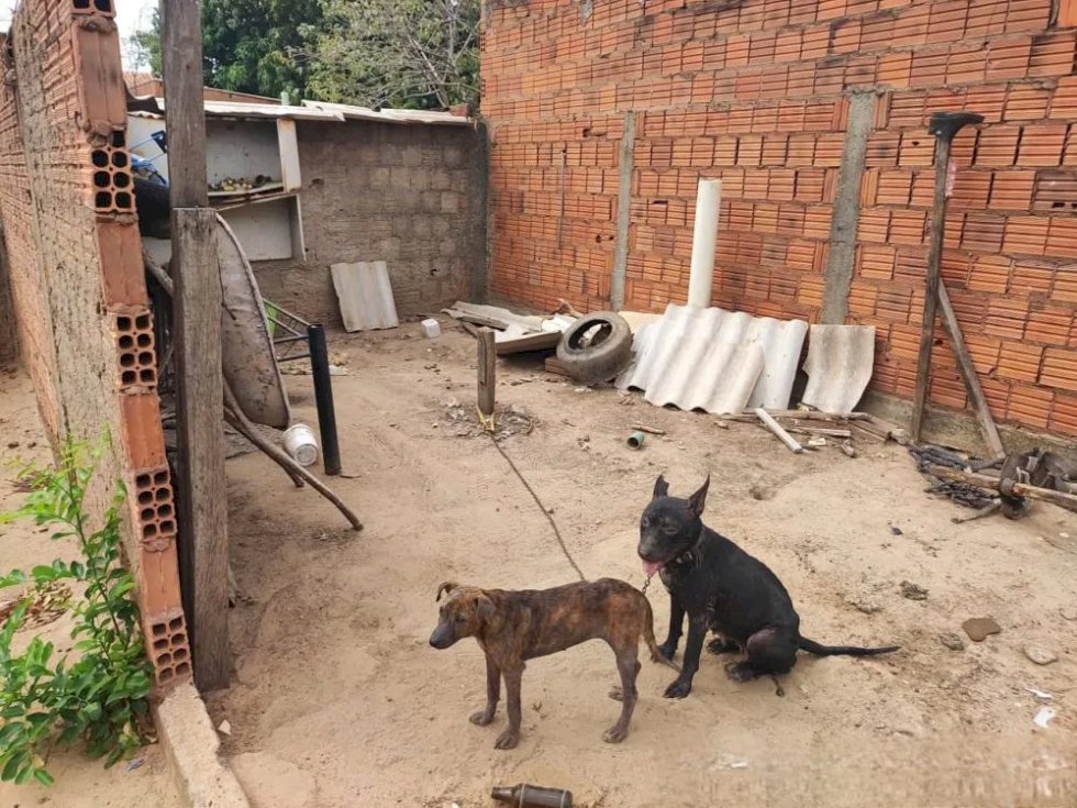 Mãe e filha são multadas e presas por maus-tratos contra cães em Bataguassu