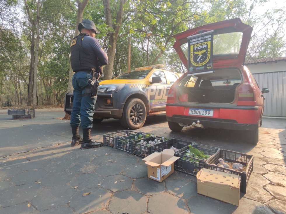 Homem é preso com 122 aves silvestres que foram compradas em Ivinhema