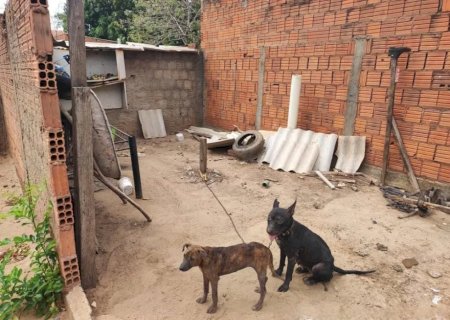 Mãe e filha são multadas e presas por maus-tratos contra cães em Bataguassu