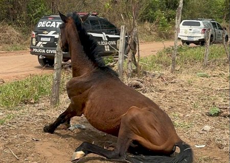 Tutora é presa em flagrante por maus-tratos de cão e dois cavalos são resgatados durante ações da Polícia Civil
