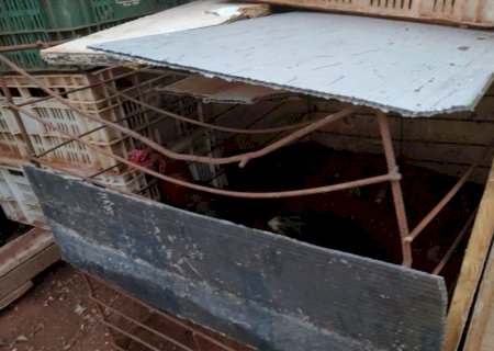 PMA aplica multa de R$ 9.000,00, em proprietário de aves por maus-tratos