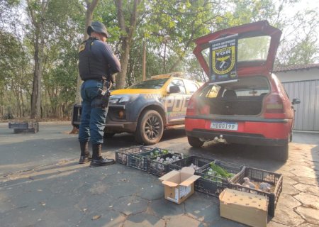 Homem é preso com 122 aves silvestres que foram compradas em Ivinhema
