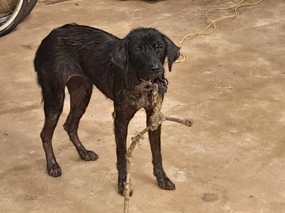 Após denúncias de maus-tratos a animais, polícia prende homem
