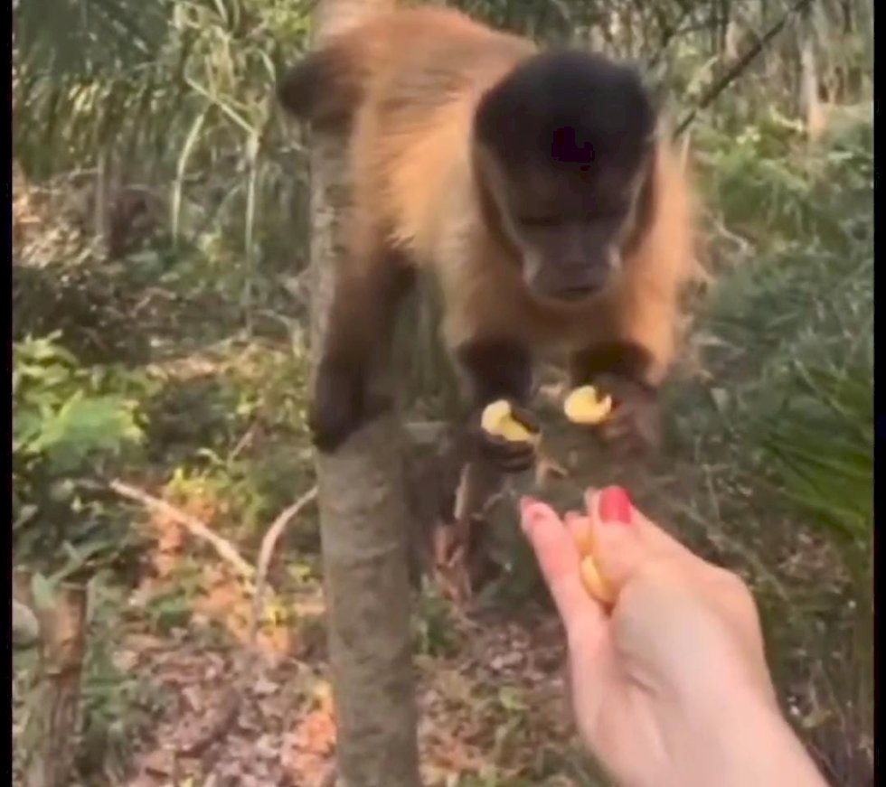 PMA autua mulher em quase 5 mil reais,  por alimentar animal silvestre