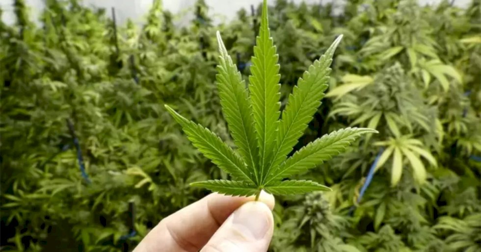 Mulher é presa em Fátima do Sul ao ser flagrada cultivando plantação de maconha em casa