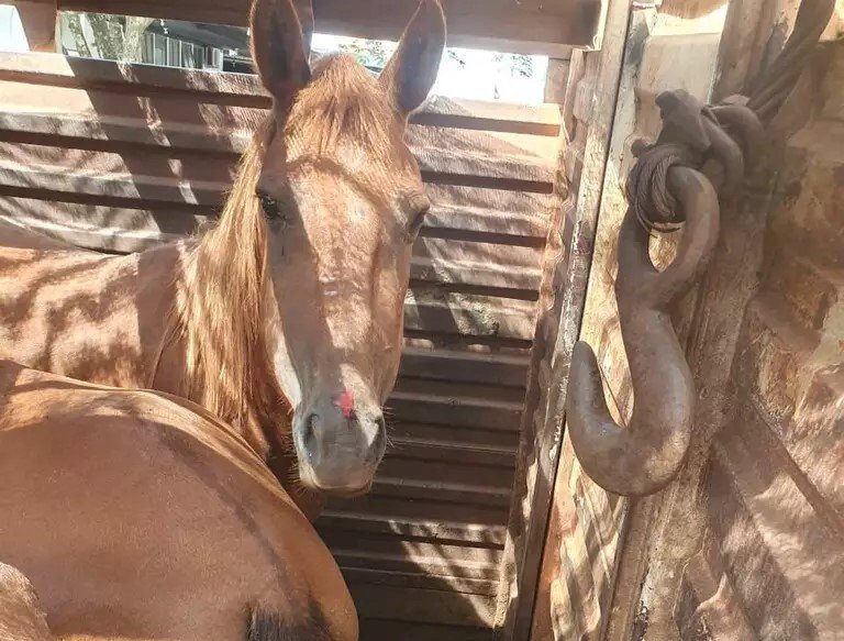 Operação resgata 73 cavalos vítimas de maus-tratos
