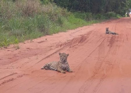 Naviraí - Filhotes de onça são vistos passeando em estrada vicinal