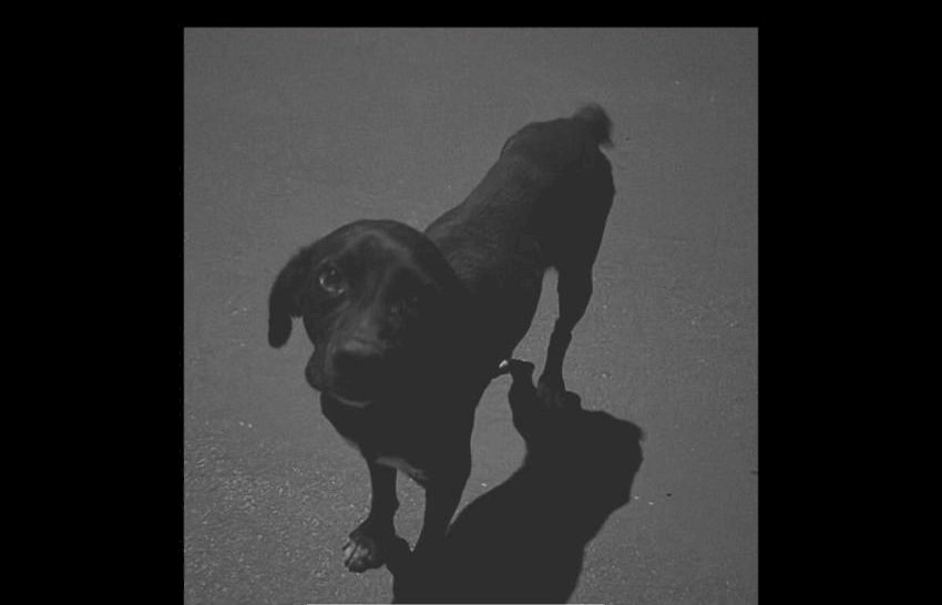 Polícia Civil identifica adolescente que atropelou cachorro