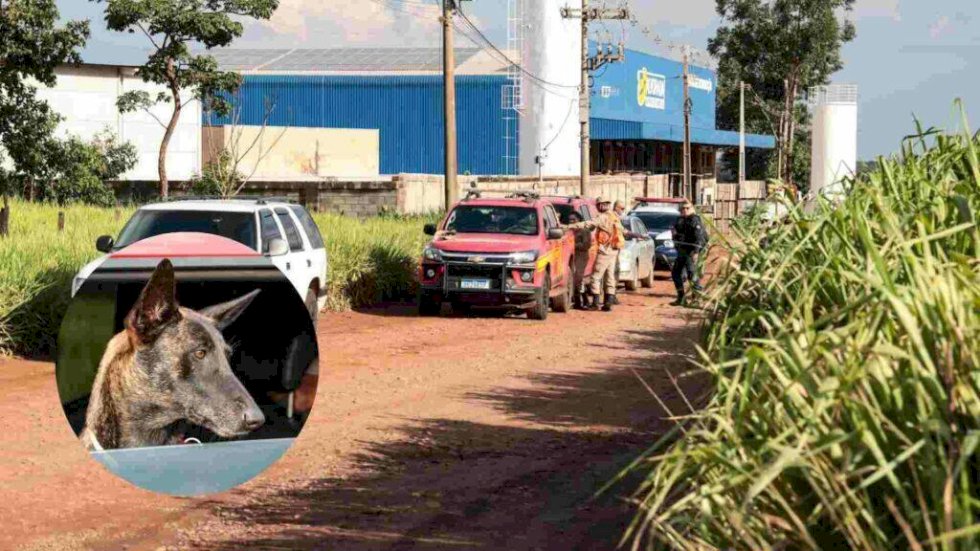 Bombeira Laika encontra corpo de idoso que desapareceu
