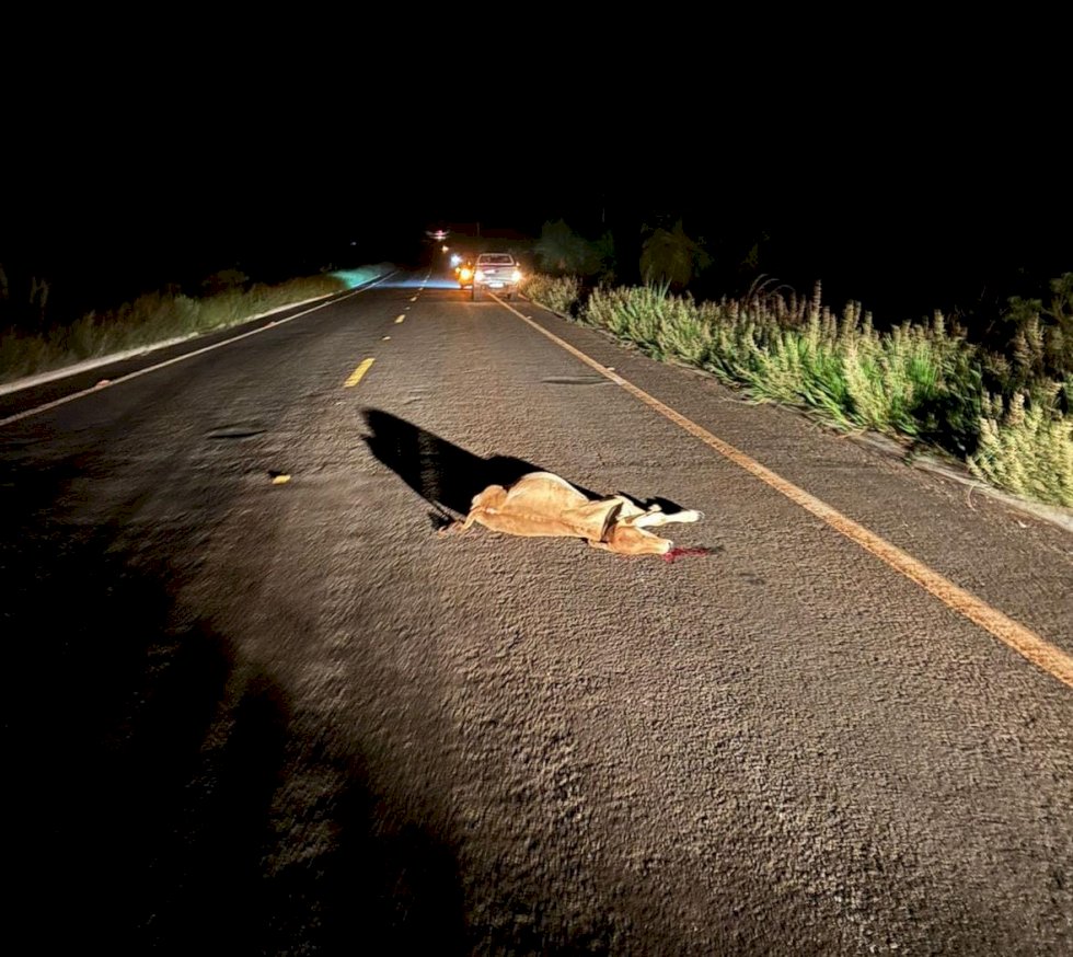 Angélica - Animais solto na pista provoca acidente