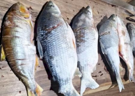Deodápolis - PMA apreende embarcação e pescado ilegal em operação no Rio Dourados