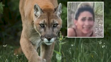 ONG lança petição após morte cruel de onça