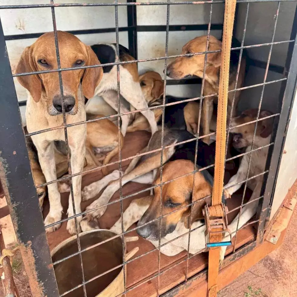 Angélica- Polícia Civil prende homem por maus-tratos contra cachorros