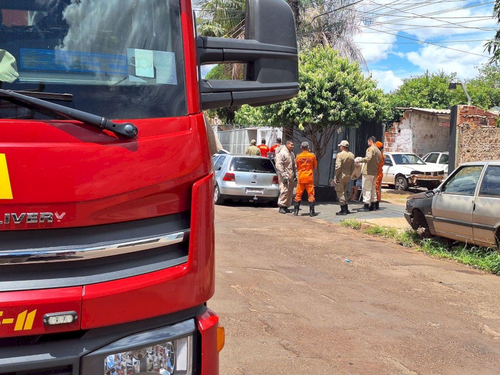 Papagaio morre e idoso tem choque anafilático após ataque de abelhas