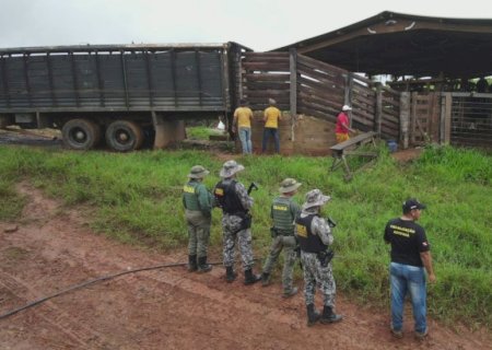 Mega operação do Ibama apreende mais de 1.200 bovinos no Pará