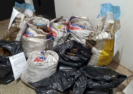 Veículo pega fogo com mais de 200kg de maconha em estrada vicinal