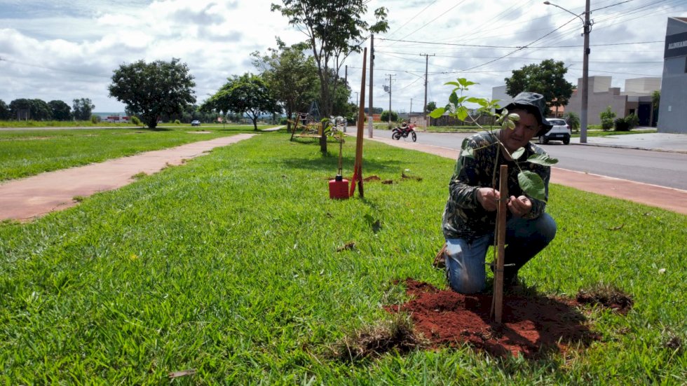 Pista de caminhada está sendo arborizada em Ivinhema